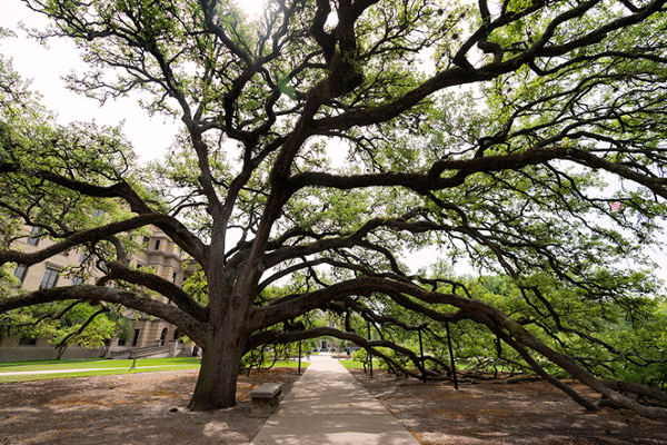 The Century Tree.